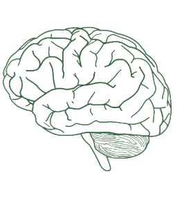 Brain line art
